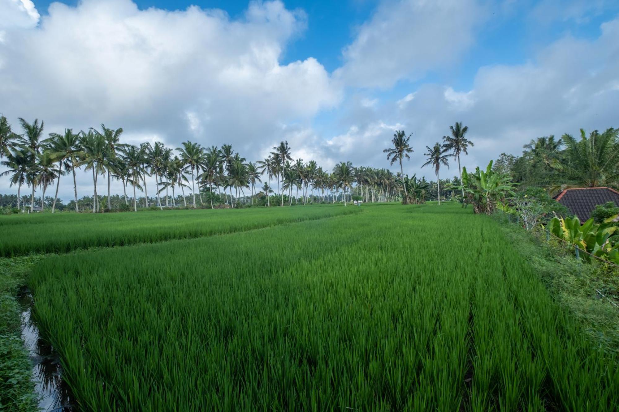 Bhuwana Ubud Hotel And Farming Exterior foto